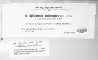 Scoleconectria scolecospora image